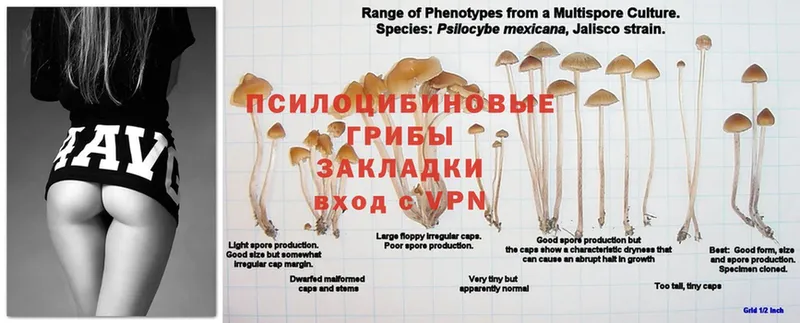 Галлюциногенные грибы MAGIC MUSHROOMS  Иланский 